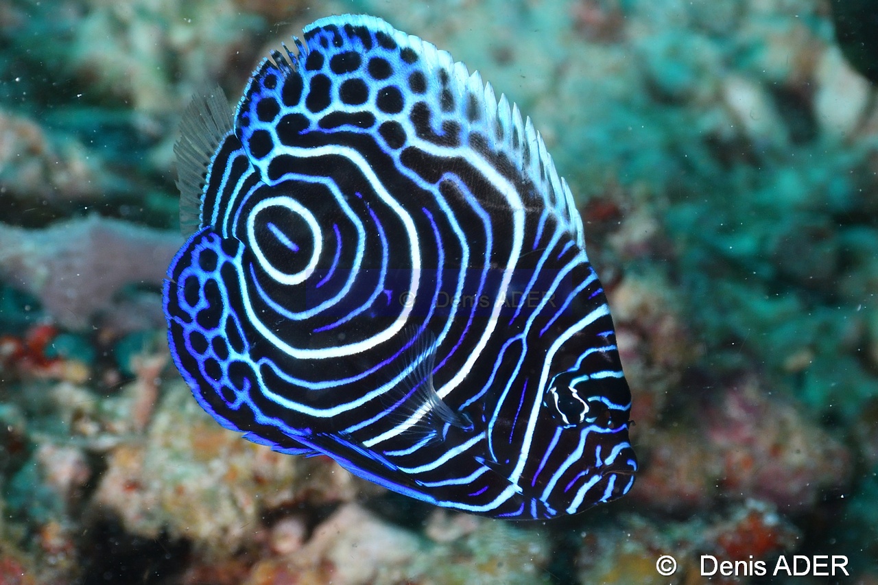 Pomacanthus imperator juv-Liwutonkidi Island-20m-20180604-Denis-ADER-DSC_3817_tn.jpg
